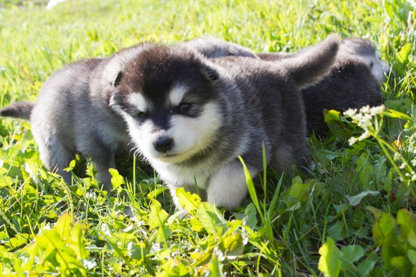 Катание на хаски в Перми. Ultra Подарки. Катание на хаски в Перми. Попробуйте Катание на хаски. Сервис: UltraPodarki.ru 8 800 505 95 30. Катание на хаски Пермь, Катание на хаски в Перми, хаски, животные в Перми, 