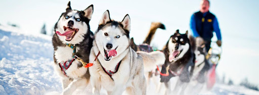 Катание на хаски в Перми. Ultra Подарки. Катание на хаски в Перми. Попробуйте Катание на хаски. Сервис: UltraPodarki.ru 8 800 505 95 30. Катание на хаски Пермь, Катание на хаски в Перми, хаски, животные в Перми, 