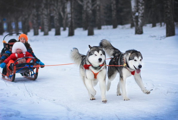 Катание на хаски в Перми. Ultra Подарки. Катание на хаски в Перми. Попробуйте Катание на хаски. Сервис: UltraPodarki.ru 8 800 505 95 30. Катание на хаски Пермь, Катание на хаски в Перми, хаски, животные в Перми, 