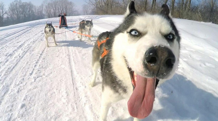 Катание на хаски в Перми. Ultra Подарки. Катание на хаски в Перми. Попробуйте Катание на хаски. Сервис: UltraPodarki.ru 8 800 505 95 30. Катание на хаски Пермь, Катание на хаски в Перми, хаски, животные в Перми, 