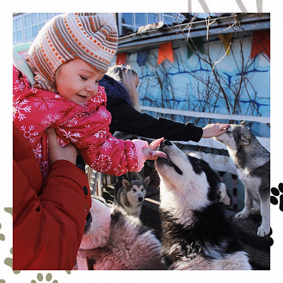 Катание на хаски в Перми. Ultra Подарки. Катание на хаски в Перми. Попробуйте Катание на хаски. Сервис: UltraPodarki.ru 8 800 505 95 30. Катание на хаски Пермь, Катание на хаски в Перми, хаски, животные в Перми, 