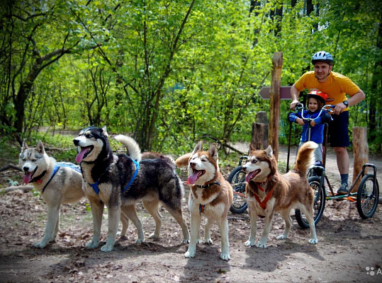 Катание на хаски в Перми. Ultra Подарки. Катание на хаски в Перми. Попробуйте Катание на хаски. Сервис: UltraPodarki.ru 8 800 505 95 30. Катание на хаски Пермь, Катание на хаски в Перми, хаски, животные в Перми, 