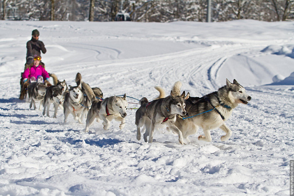 Катание на хаски в Перми. Ultra Подарки. Катание на хаски в Перми. Попробуйте Катание на хаски. Сервис: UltraPodarki.ru 8 800 505 95 30. Катание на хаски Пермь, Катание на хаски в Перми, хаски, животные в Перми, 